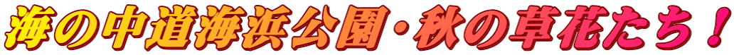 海の中道海浜公園・秋の草花たち！