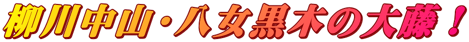 柳川中山・八女黒木の大藤！